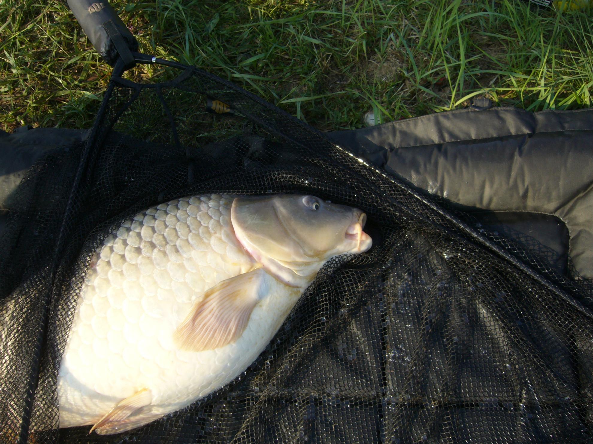 Horgesti 24-25.04.2013 - p1130958.JPG